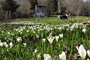 35 Distesa di crocus